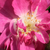 Rose - Rosiers polyantha - Csinszka
